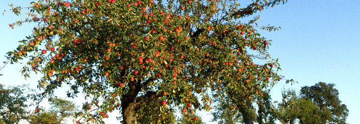 Apfelbaum mit reifen Äpfeln auf Wiese